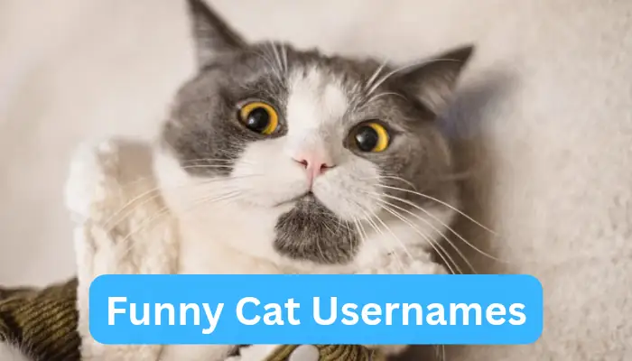 Collection of 500+ funny cat usernames for social media, gaming and cat lovers