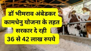 डॉ भीमराव अंबेडकर कामधेनु योजना